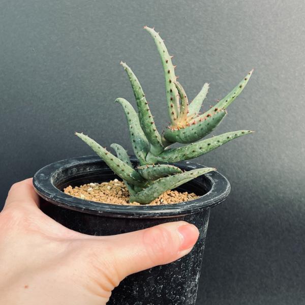 楽天市場】多肉植物：アロエ カスティロニアエ*幅10cm 現品！一品