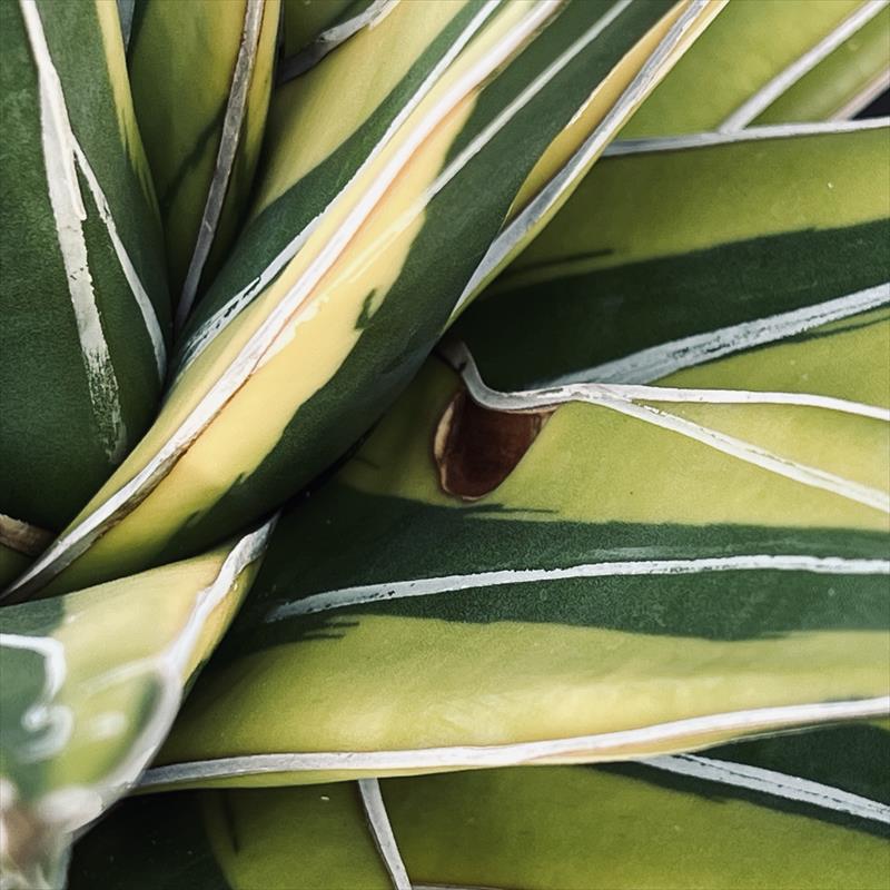 楽天市場】多肉植物：アガベ 笹の雪錦 覆輪*幅28cm 現品！一品限り