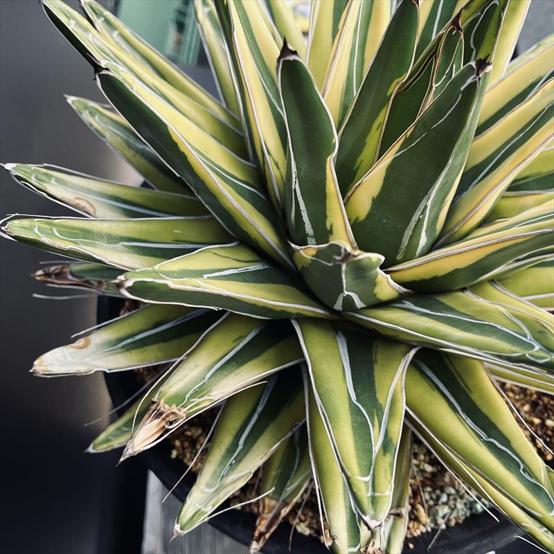 楽天市場】多肉植物：アガベ 笹の雪錦 覆輪*幅28cm 現品！一品限り