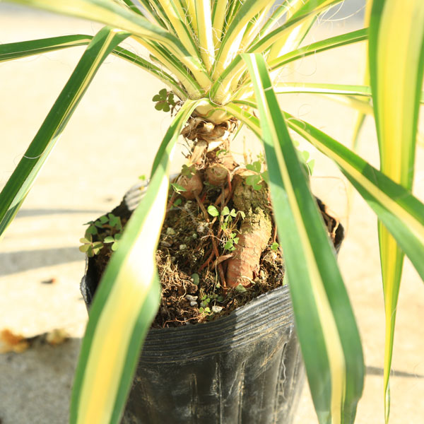 楽天市場】庭木・植木：ユッカ（カラーガード）*フィラメントーサ 糸蘭