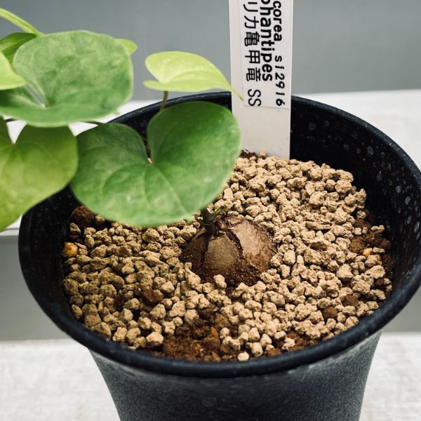 楽天市場】コーデックス：アフリカ亀甲竜*SS 塊根幅1.5cm : 遊恵盆栽