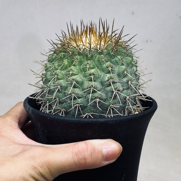 楽天市場】サボテン：コピアポア コルムナアルバ 孤竜丸（こりゅうまる