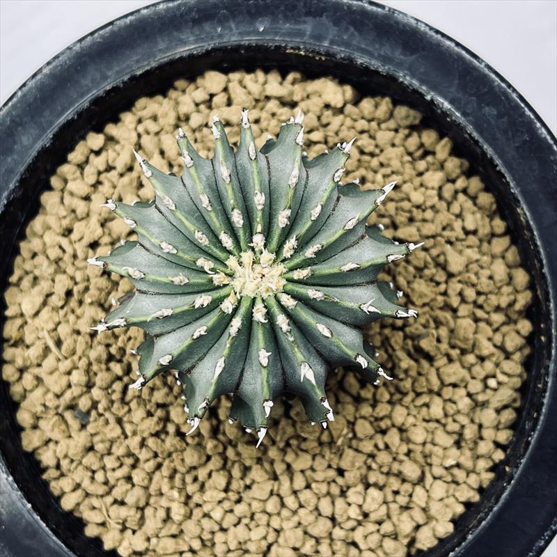 楽天市場】サボテン：ゲオヒントニア メキシカーナ 実生*幅4.5cm