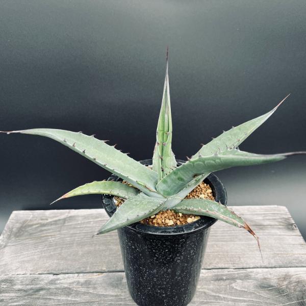 楽天市場】多肉植物：アガベ オバティフォリア 実生*幅26cm 現品