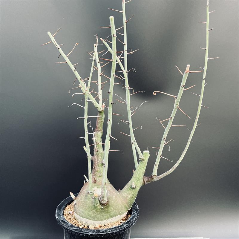 楽天市場】☆特価☆コーデックス：アデニア スピノーサ 実生*塊根幅9.5