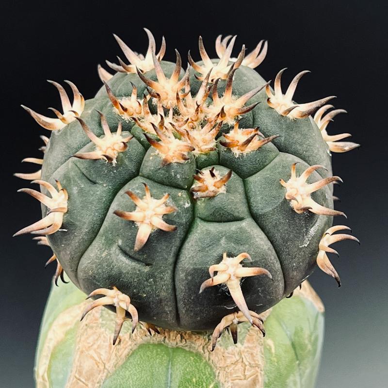 楽天市場】サボテン：ギムノカリキウム 短刺天平丸 ツギ*幅4.5cm 現品