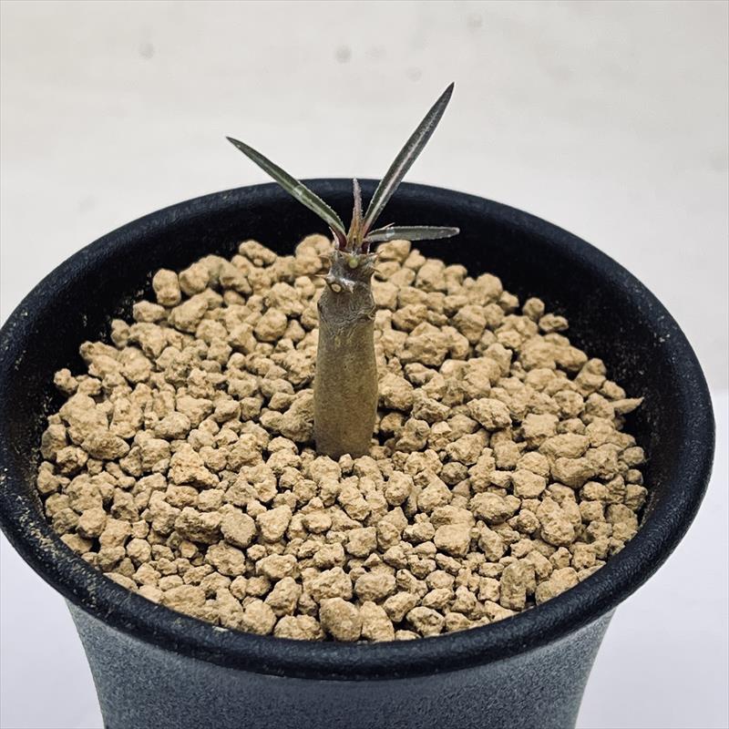 楽天市場】コーデックス：パキポディウム ロスラーツム*塊根幅0.6cm