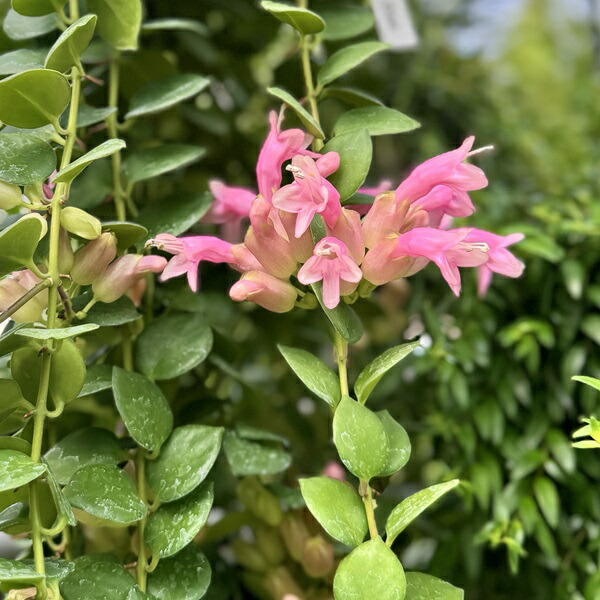 楽天市場】おしゃれ 観葉植物：エスキナンサス タイピンク*5号 吊り鉢