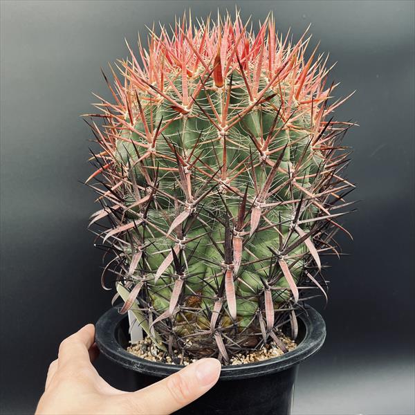 楽天市場】サボテン：フェロカクタス 神仙玉 南方形*幅16cm 現品