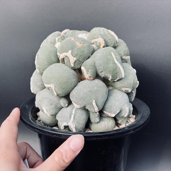 楽天市場】サボテン：アリオカルプス 変わり疣 青磁牡丹 ツギ（竜神台