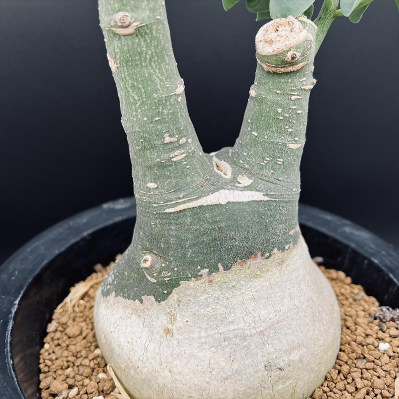 楽天市場】コーデックス：アデニア グラウカ*塊根幅10cm 現品！一品