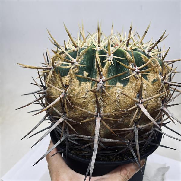 楽天市場】サボテン：フェロカクタス 強刺文鳥丸*幅17cm 現品！一品