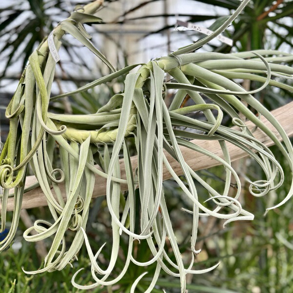 楽天市場】観葉植物：チランジア エアープランツ ドラティ 現品