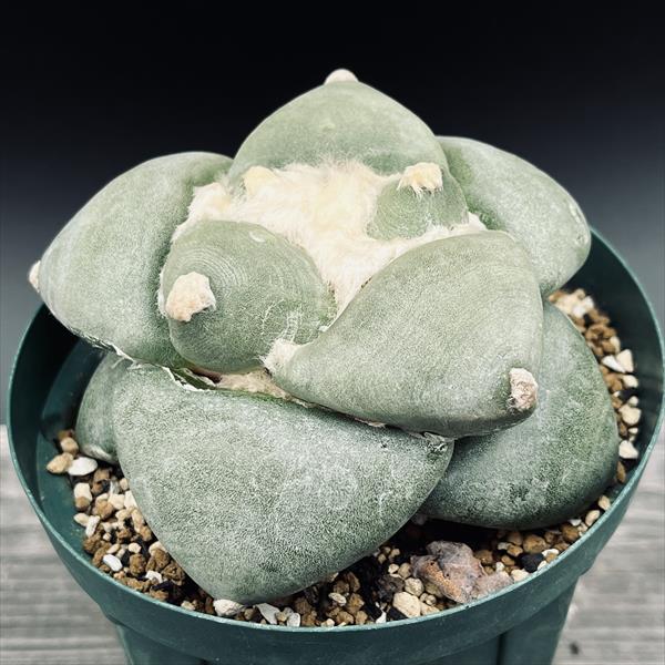楽天市場】サボテン：アリオカルプス 早川氏 青磁牡丹 実生*幅10cm