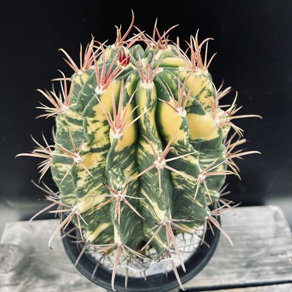 楽天市場】サボテン：フェロカクタス 真珠錦*幅13cm 現品！一品限り