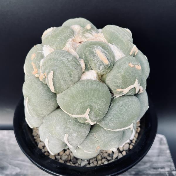 楽天市場】サボテン：アリオカルプス 変わり疣 青磁牡丹 ツギ（竜神台