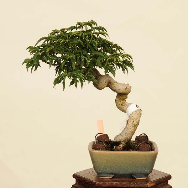 楽天市場】盆栽 特選：獅子頭(シシガシラ)紅葉 現品 *もみじ モミジ