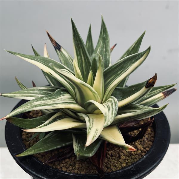 楽天市場】多肉植物：ハオルチア 瑞鶴錦*幅12cm 現品！一品限り