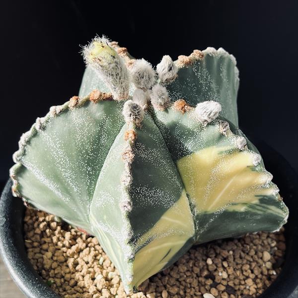 楽天市場】サボテン：アストロフィツム 鸞鳳玉錦*幅12cm 現品！一品