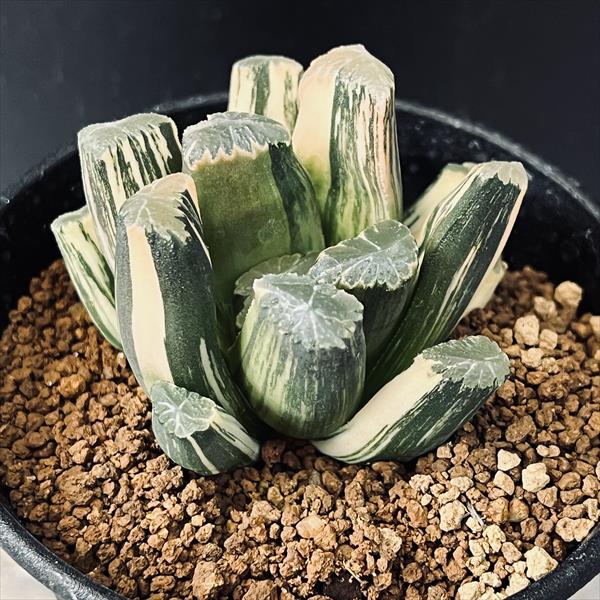 楽天市場】多肉植物：ハオルチア 鮮明黄色斑 万象錦*幅6cm 現品 一品