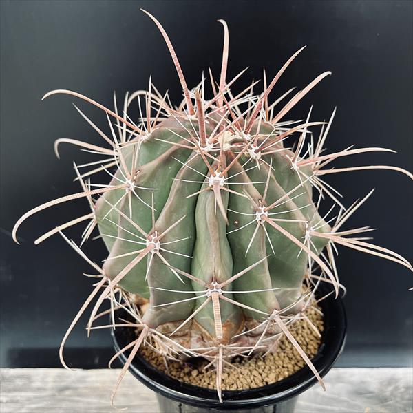 楽天市場】サボテン：フェロカクタス 半島玉*幅12cm 現品！一品限り