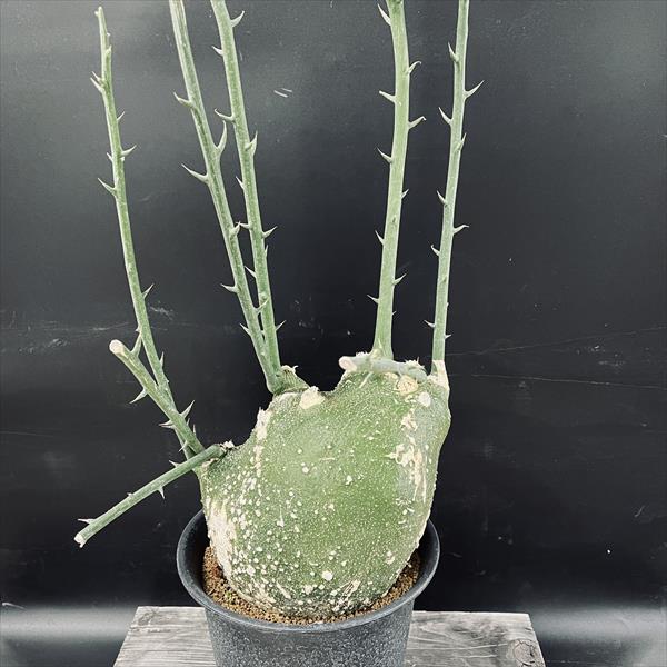 楽天市場】コーデックス：アデニア プセウドグロボーサ*塊根幅23cm