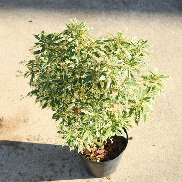 楽天市場】庭木・植木・苗：斑入アセビ（ホワイトリム）白花 6号 *大株