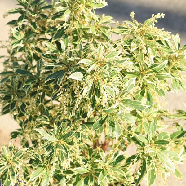 楽天市場】庭木・植木・苗：斑入アセビ（ホワイトリム）白花 6号 *大株