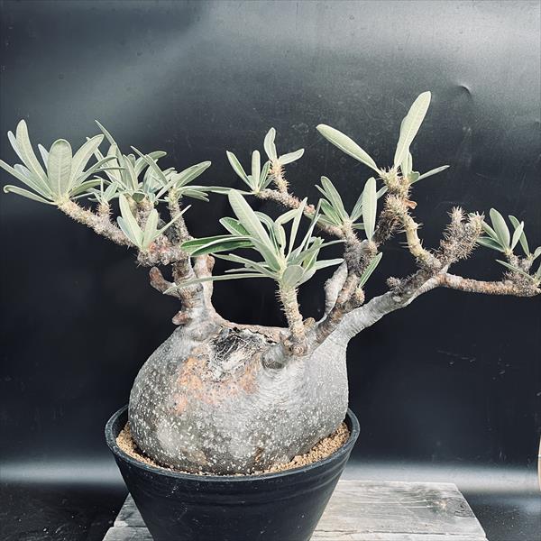 楽天市場】コーデックス：パキポディウム グラキリス 発根済*塊根幅