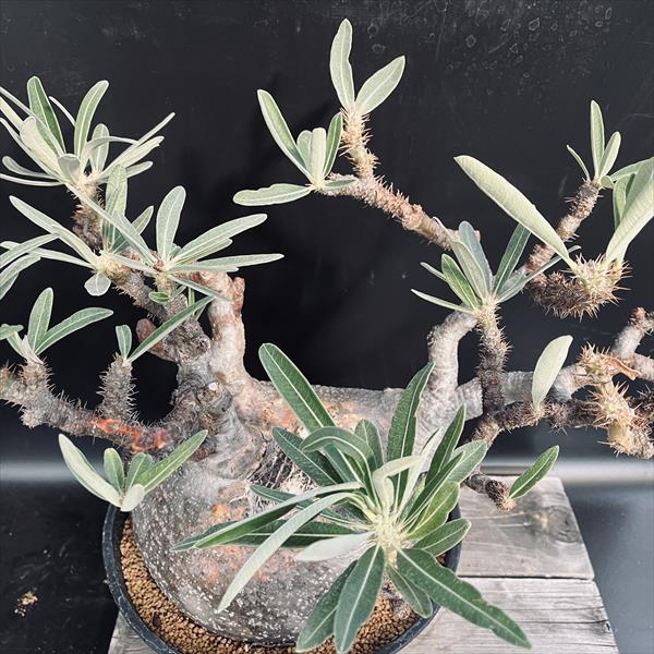 楽天市場】コーデックス：パキポディウム グラキリス 発根済*塊根幅