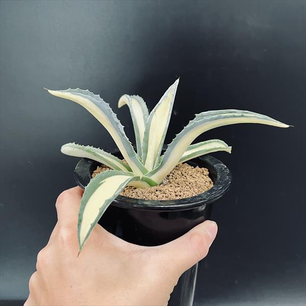 楽天市場】多肉植物：アガベ アメリカーナ錦 那智の輝き*幅18cm