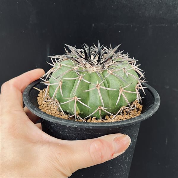 楽天市場】☆特価☆サボテン：ディスコカクタス ギガンティア ツギ*幅