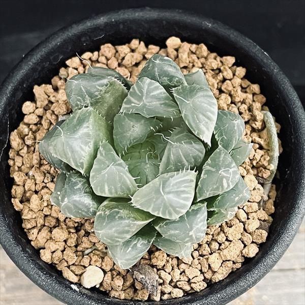 楽天市場】多肉植物：ハオルチア 紫オブツーサ×OB-1 実生*幅5.5cm