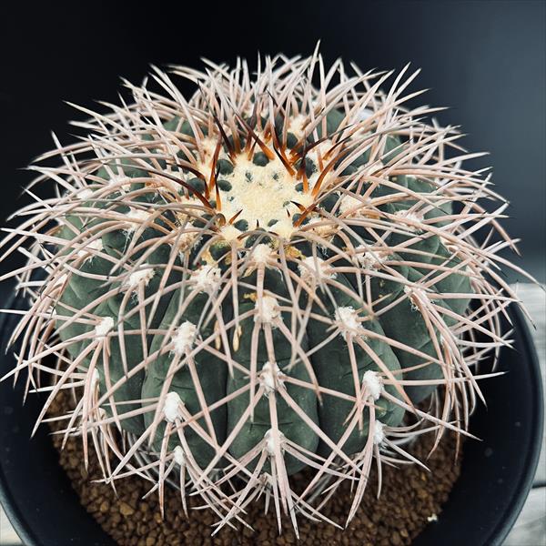 楽天市場】サボテン：ギムノカリキウム 赤刺天平丸 実生*幅10cm 現品