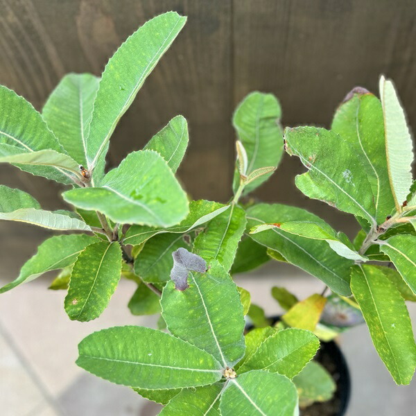 楽天市場】観葉植物 鉢花 苗：バンクシア ロブル*スワンプバンクシア 5