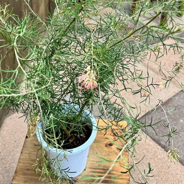 楽天市場】花苗 観葉植物：グレビレア センパフローレンス*4寸