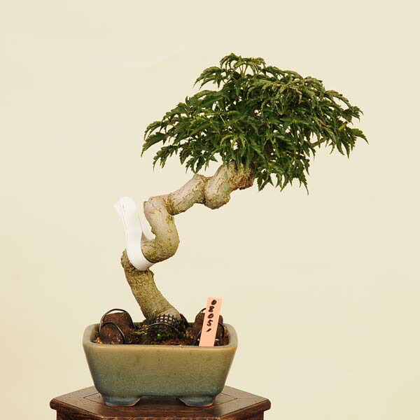 楽天市場】盆栽 特選：獅子頭(シシガシラ)紅葉 現品 *もみじ モミジ