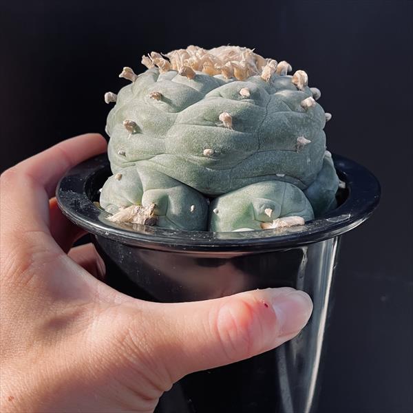 楽天市場】サボテン：ロフォフォラ 疣銀冠玉 キリンツギ*幅9cm 現品