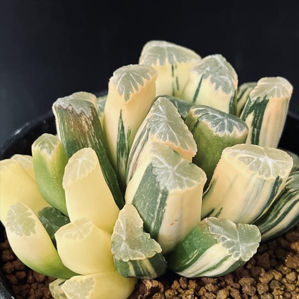 楽天市場】多肉植物：ハオルチア 鮮明黄色斑 万象錦*幅7.5cm 現品