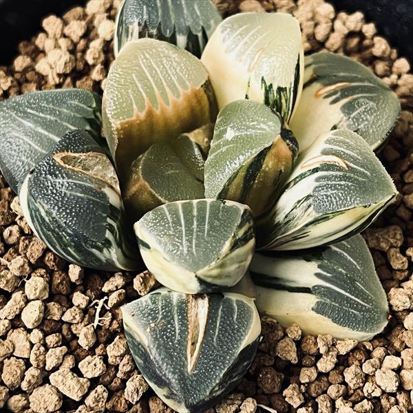 楽天市場】多肉植物：ハオルチア 鮮明黄色斑 コレクタ錦*幅6.5cm