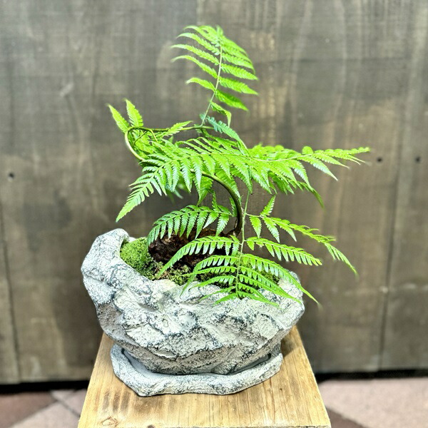 楽天市場】おしゃれ 観葉植物 キンモウコウ：ゴールデンモンキー