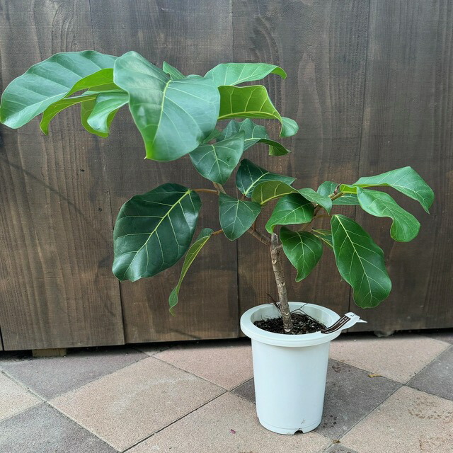 楽天市場】おしゃれ 観葉植物：フィカス アフリカンプリンス*7号