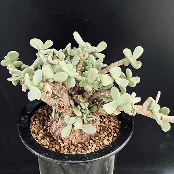 楽天市場】☆特価☆コーデックス：ケラリア ピグマエア 大株*葉幅