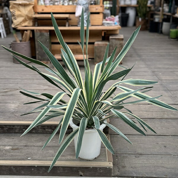 楽天市場】おしゃれ 観葉植物：斑入りユッカ グロリオサ*バリエガータ