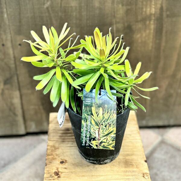 楽天市場】鉢花 観葉植物：リューカデンドロン ストローク