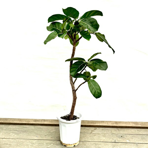 楽天市場】おしゃれ 観葉植物：フィカス アフリカンプリンス