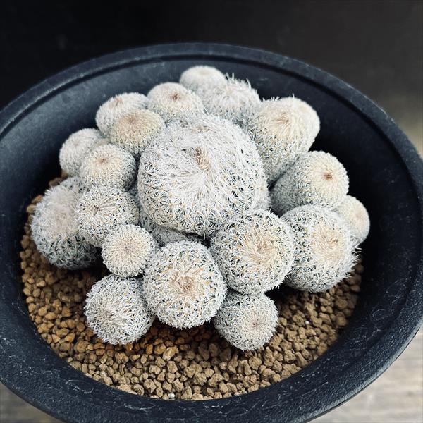 楽天市場】サボテン：エピテランサ 月世界*幅9cm 現品！一品限り