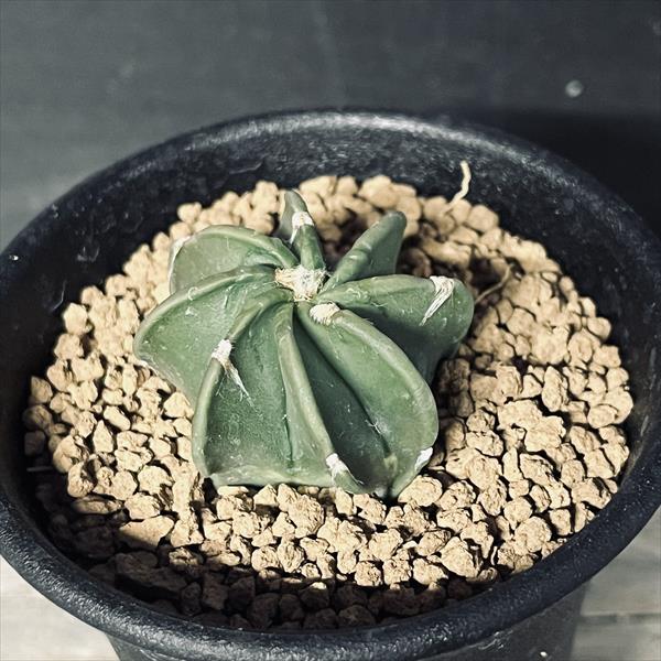 楽天市場】サボテン：アストロフィツム 大鳳玉 実生*S 幅3.5cm