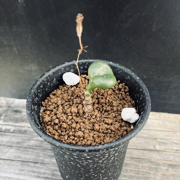 楽天市場】コーデックス：チレコドン オペリー*葉幅2cm 現品！一品