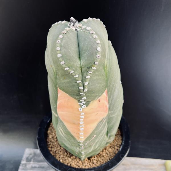 楽天市場】サボテン：アストロフィツム 三角碧瑠璃鸞鳳玉錦 実生*幅